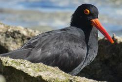 Sooty oystercatcher on Lady Musgrave